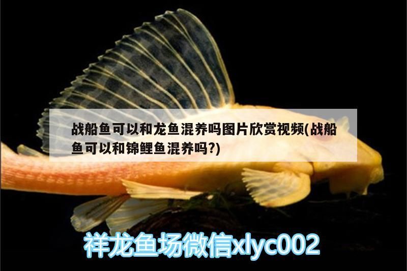 戰船魚可以和龍魚混養嗎圖片欣賞視頻(戰船魚可以和錦鯉魚混養嗎?)（戰船魚可以和錦鯉魚混養嗎） 戰船魚可以和龍魚混養嗎圖片欣賞視頻(戰船魚可以和錦鯉魚混養嗎?)（戰船魚可以和錦鯉魚混養嗎） 觀賞魚百科