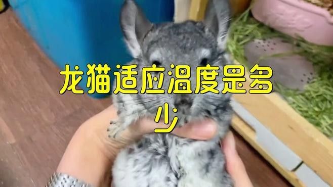 龍貓的最佳生活溫度是多少（加拉帕戈斯象龜或加拉帕戈斯陸龜）