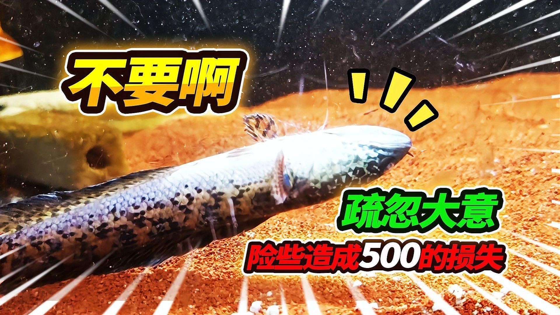 如何急救跳缸后的雷龍魚？（養魚說，雷龍魚跳缸后如何處理急救措施全解析）