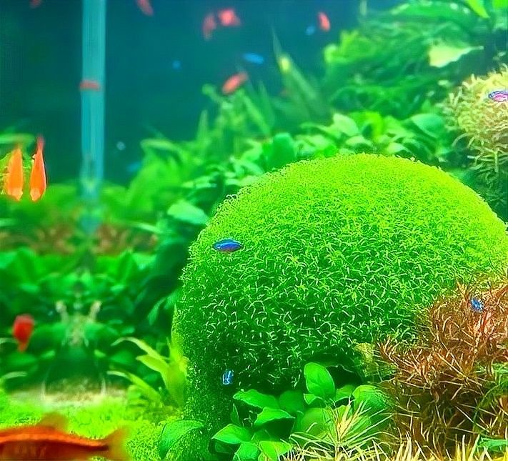 檢疫期間需要換水嗎（新魚到家過完水后應(yīng)該如何檢疫搜狐新聞到家檢疫隔離全攻略） 檢疫期間需要換水嗎（新魚到家過完水后應(yīng)該如何檢疫搜狐新聞到家檢疫隔離全攻略） 龍魚百科 第4張