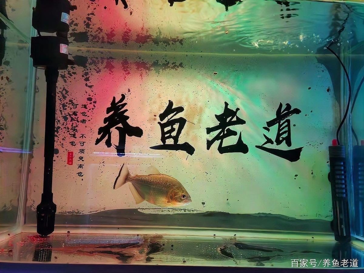 檢疫期間需要換水嗎（新魚到家過完水后應(yīng)該如何檢疫搜狐新聞到家檢疫隔離全攻略） 檢疫期間需要換水嗎（新魚到家過完水后應(yīng)該如何檢疫搜狐新聞到家檢疫隔離全攻略） 龍魚百科 第3張