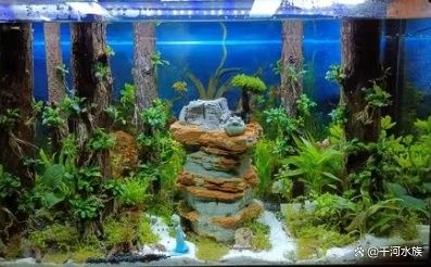 檢疫期間需要換水嗎（新魚到家過完水后應(yīng)該如何檢疫搜狐新聞到家檢疫隔離全攻略） 檢疫期間需要換水嗎（新魚到家過完水后應(yīng)該如何檢疫搜狐新聞到家檢疫隔離全攻略） 龍魚百科 第7張