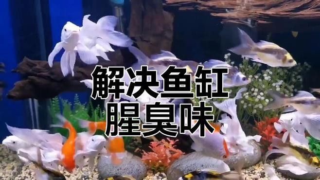 金龍魚產卵后如何處理（——龍魚產卵后的處理步驟和注意事項） 金龍魚產卵后如何處理（——龍魚產卵后的處理步驟和注意事項） 龍魚百科 第4張