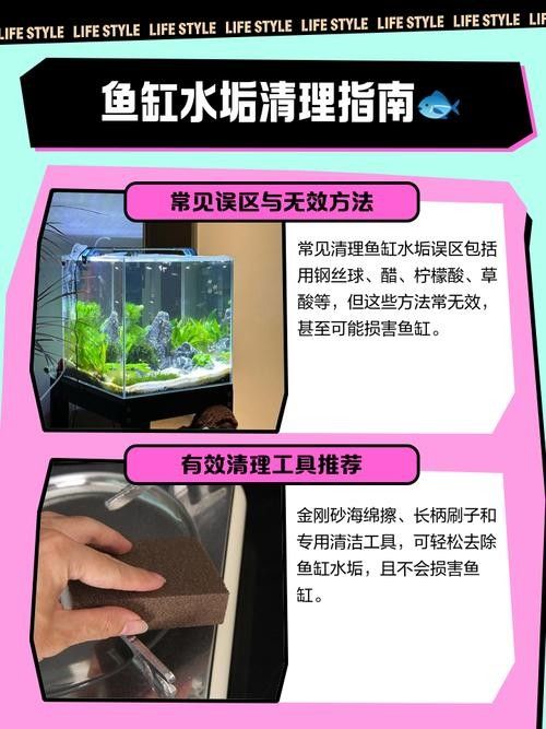 龍魚魚缸清洗后如何處理（養魚老道，探秘龍魚養護）