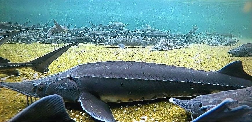 如何處理鱘龍魚使其更干凈（鱘龍魚怎么處理干凈） 如何處理鱘龍魚使其更干凈（鱘龍魚怎么處理干凈） 龍魚百科 第4張