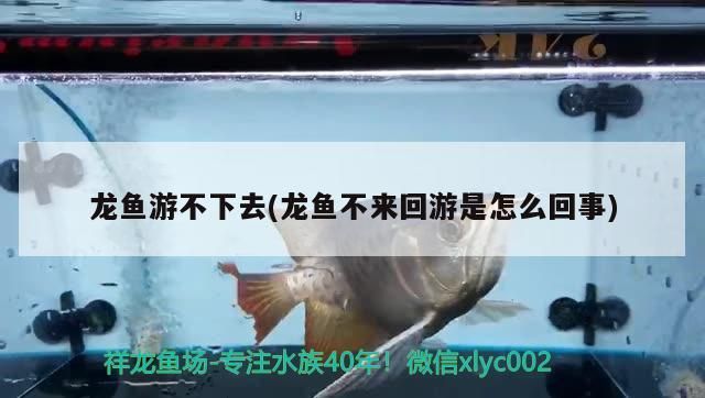 龍魚游不下去(龍魚不來回游是怎么回事)（龍魚不愛游動(dòng)怎么辦）
