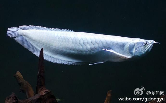 龍魚充血期間需要喂食嗎，魚在充血期間需要喂食嗎？ 龍魚充血期間需要喂食嗎，魚在充血期間需要喂食嗎？ 龍魚百科 第2張