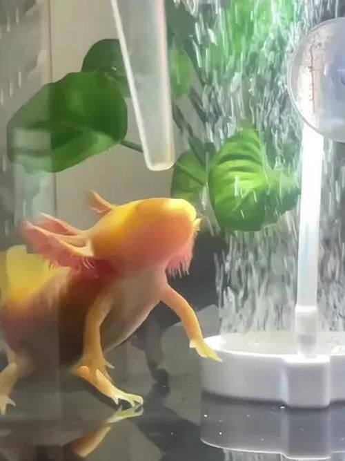 如何搜索恐龍魚進食視頻？（如何搜索恐龍魚進食視頻）