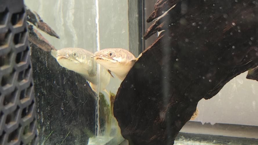如何搜索恐龍魚進食視頻？（如何搜索恐龍魚進食視頻）
