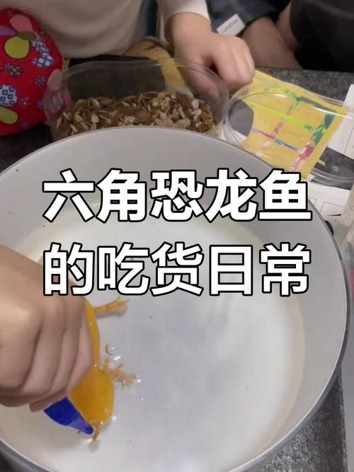 如何搜索恐龍魚進食視頻？（如何搜索恐龍魚進食視頻）