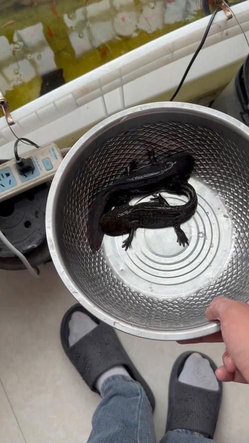 如何搜索恐龍魚進食視頻？（如何搜索恐龍魚進食視頻）