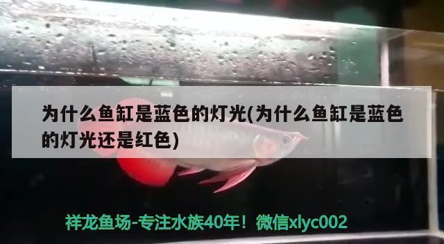 水族燈 為什么魚缸是藍(lán)色的燈光(為什么魚缸是藍(lán)色的燈光還是紅色)(為什么魚缸是藍(lán)色的燈光) 觀賞魚百科 為什么魚缸是藍(lán)色的燈光(為什么魚缸是藍(lán)色的燈光還是紅色)(為什么魚缸是藍(lán)色的燈光) 為什么魚缸是藍(lán)色的燈光(為什么魚缸是藍(lán)色的燈光還是紅色)(為什么魚缸是藍(lán)色的燈光) 觀賞魚百科