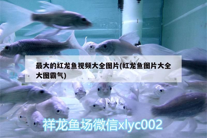 最大的紅龍魚視頻大全圖片(紅龍魚圖片大全大圖霸氣)（最大的紅龍魚視頻大全圖片） 最大的紅龍魚視頻大全圖片(紅龍魚圖片大全大圖霸氣)（最大的紅龍魚視頻大全圖片） 觀賞魚百科