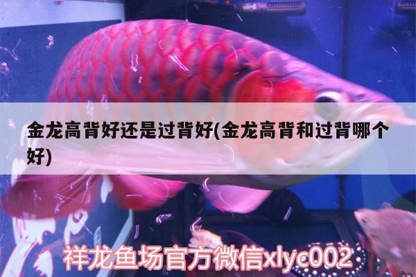 我的虎魚真菌感染了要怎么處理 金龍高背好還是過背好(金龍高背和過背哪個好)(金龍高背和過背哪個好) 觀賞魚百科 金龍高背好還是過背好(金龍高背和過背哪個好)(金龍高背和過背哪個好) 金龍高背好還是過背好(金龍高背和過背哪個好)(金龍高背和過背哪個好) 觀賞魚百科