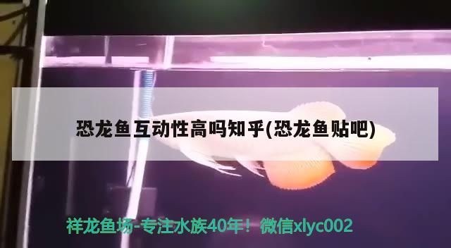 恐龍魚(yú)互動(dòng)性高嗎知乎(恐龍魚(yú)貼吧)（六角恐龍魚(yú)互動(dòng)性高嗎）