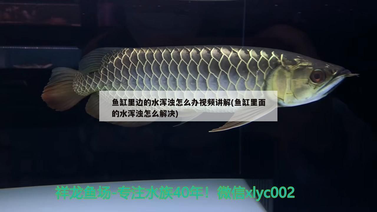 渾江龍魚水族店(海水魚水族店) 觀賞魚百科 第1張 渾江龍魚水族店(海水魚水族店) 渾江龍魚水族店(海水魚水族店) 觀賞魚百科 第1張