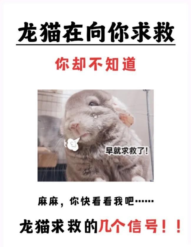 龍貓有哪些常見的應(yīng)激反應(yīng)？（龍貓應(yīng)激反應(yīng)怎么辦氧寵博士龍貓拉肚子怎么辦）