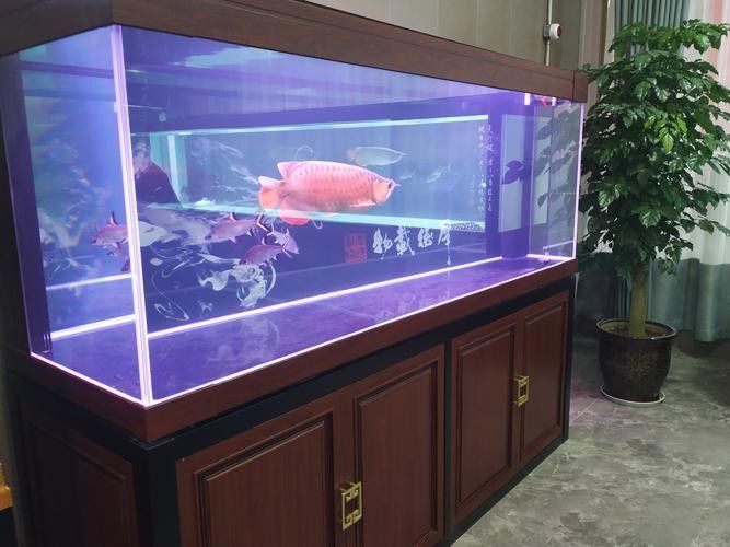 如何聯系馬來西亞祥龍魚場總部（如何聯系馬來西亞祥龍魚場總部？）