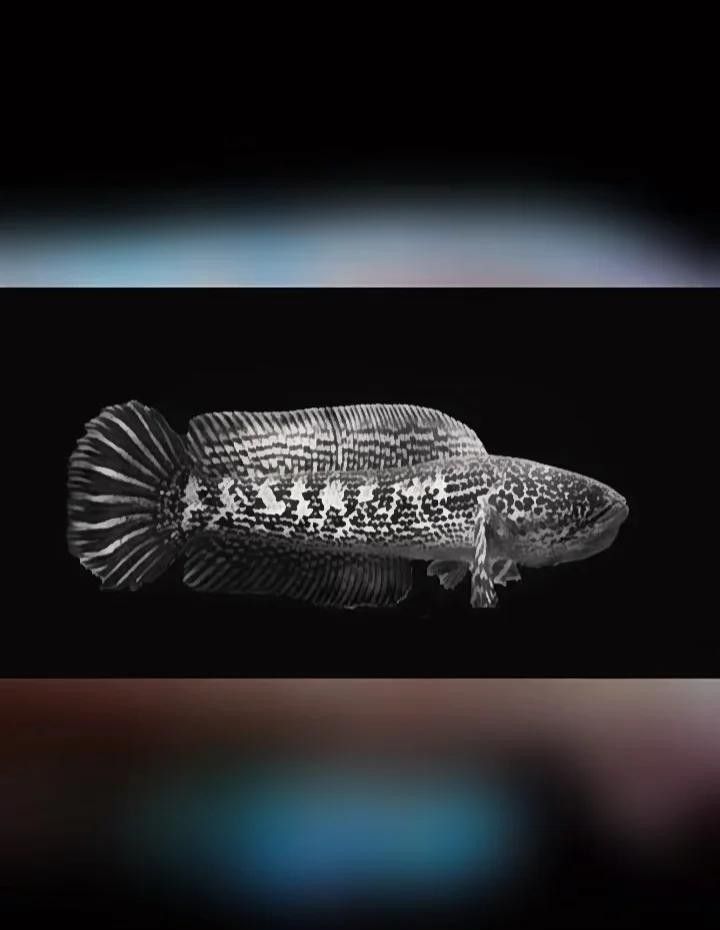 南鱧雷龍魚的食物有哪些（南鱧雷龍魚吃什么長得快四種食物推薦）