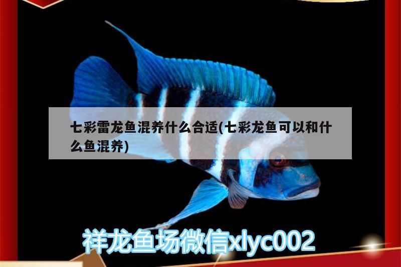 七彩雷龍魚混養什么合適(七彩龍魚可以和什么魚混養)（七彩雷龍魚可以和什么魚混養）