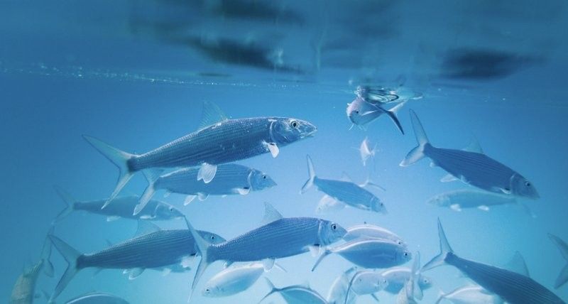 麻藥過量對(duì)龍魚有哪些長期影響（麻藥過量對(duì)龍魚有哪些影響？） 麻藥過量對(duì)龍魚有哪些長期影響（麻藥過量對(duì)龍魚有哪些影響？） 龍魚百科 第3張
