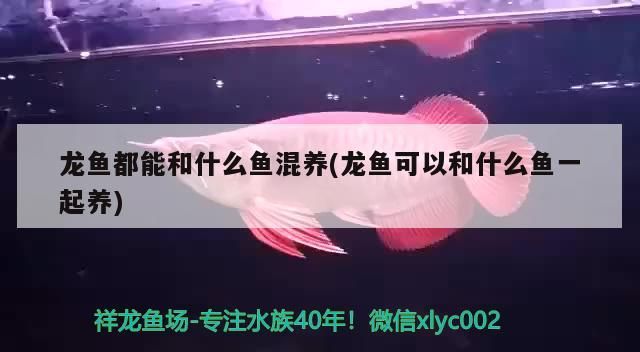 龍魚都能和什么魚混養(龍魚可以和什么魚一起養)（龍魚可以和什么魚混養）