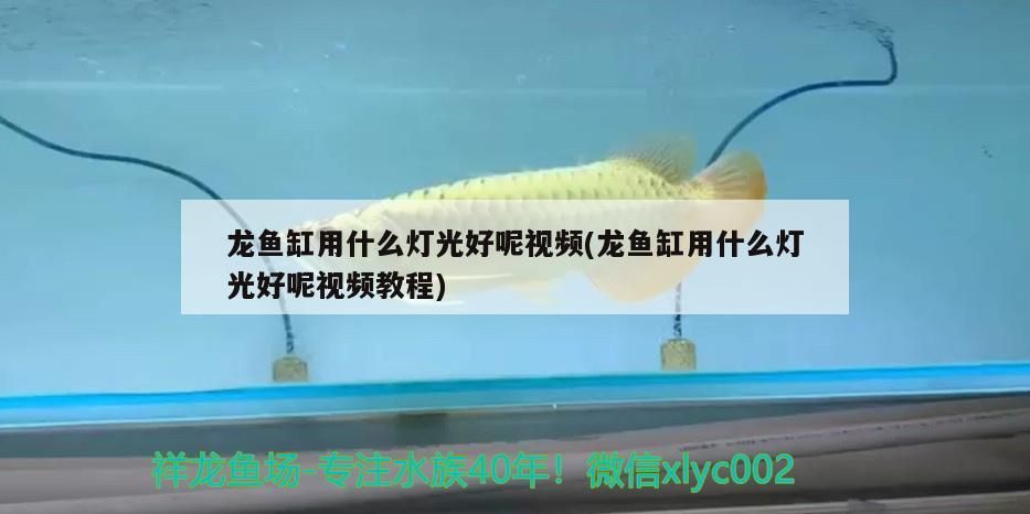 龍魚缸用什么燈光好呢視頻(龍魚缸用什么燈光好呢視頻教程)（紅龍魚缸用什么燈光好） 龍魚缸用什么燈光好呢視頻(龍魚缸用什么燈光好呢視頻教程)（紅龍魚缸用什么燈光好） 觀賞魚百科
