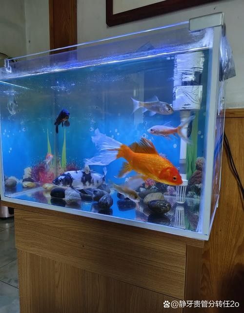 宿城哪個水族館龍魚好？祥龍魚場龍魚（廣州宿城龍魚水族館祥龍魚場龍魚品質更值得推薦） 宿城哪個水族館龍魚好？祥龍魚場龍魚（廣州宿城龍魚水族館祥龍魚場龍魚品質更值得推薦） 龍魚百科 第4張