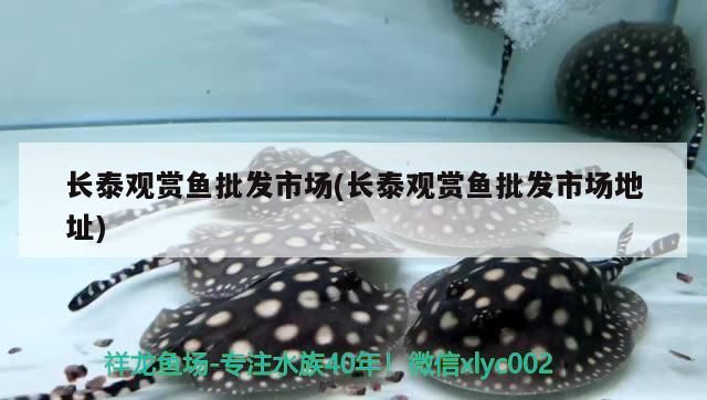 長泰觀賞魚批發市場(長泰觀賞魚批發市場地址)（濟南長泰觀賞魚批發市場） 長泰觀賞魚批發市場(長泰觀賞魚批發市場地址)（濟南長泰觀賞魚批發市場） 觀賞魚百科