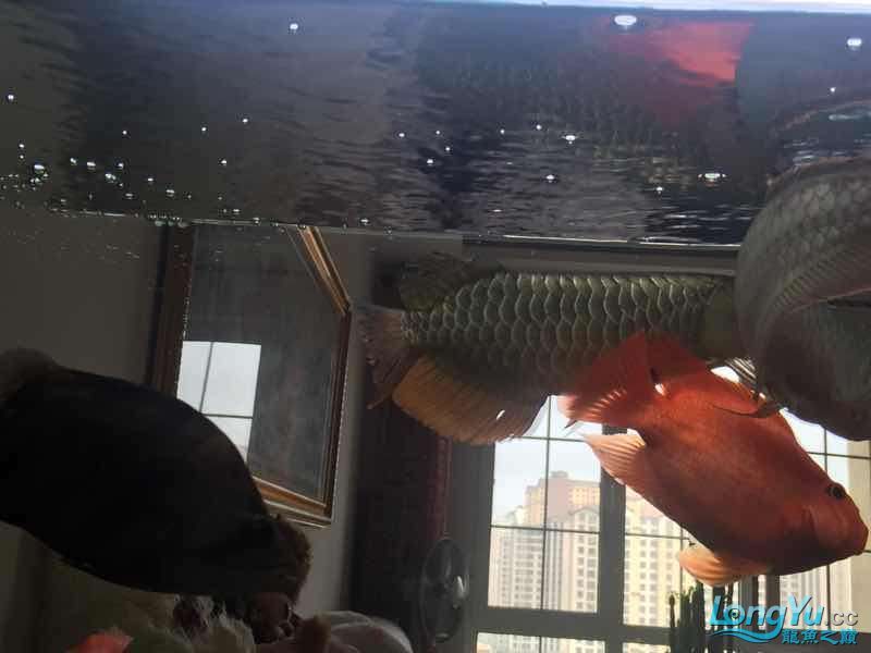 1500小過背（1500小過背，魚友向大神學習）