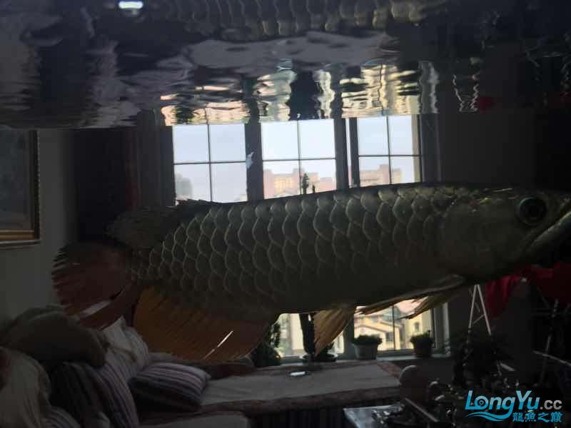 1500小過背（1500小過背，魚友向大神學習）
