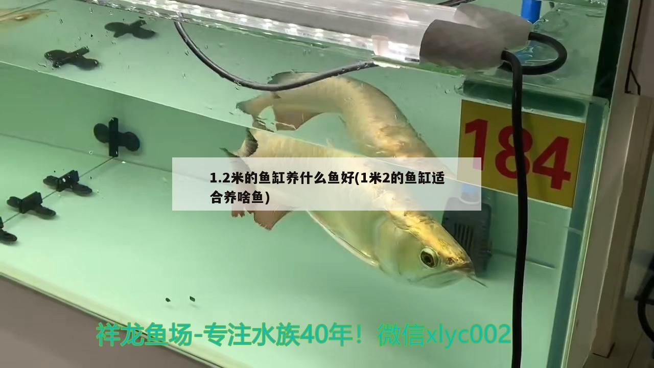 1.2米的魚缸養什么魚好(1米2的魚缸適合養啥魚)（1.2米的魚缸養什么魚好） 1.2米的魚缸養什么魚好(1米2的魚缸適合養啥魚)（1.2米的魚缸養什么魚好） 觀賞魚百科