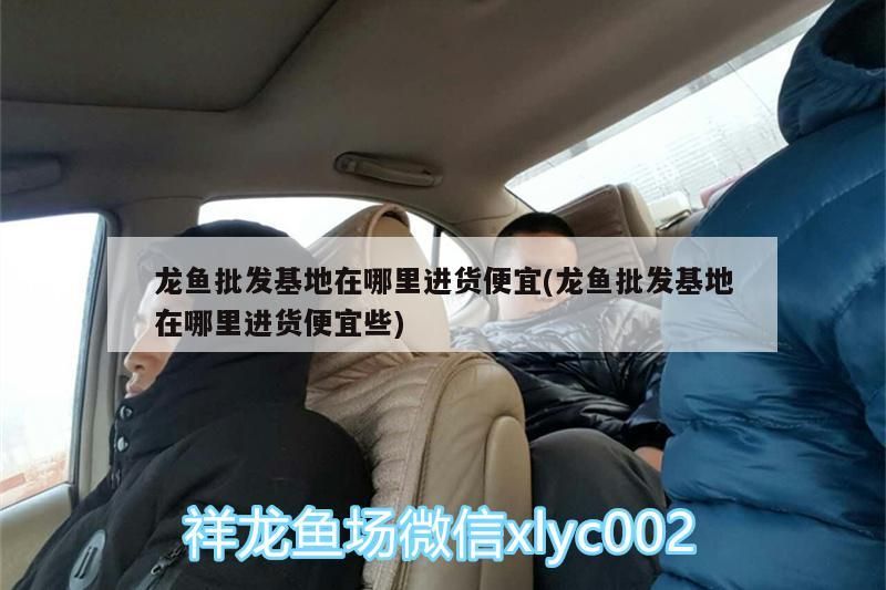 龍魚批發基地在哪里進貨便宜(龍魚批發基地在哪里進貨便宜些)（廣州龍魚批發基地在哪里進貨便宜，） 龍魚批發基地在哪里進貨便宜(龍魚批發基地在哪里進貨便宜些)（廣州龍魚批發基地在哪里進貨便宜，） 觀賞魚百科 第1張