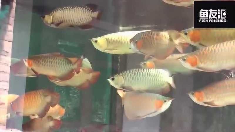 如何找到更多龍魚(yú)混養(yǎng)視頻（如何獲取龍魚(yú)混養(yǎng)視頻的資源） 如何找到更多龍魚(yú)混養(yǎng)視頻（如何獲取龍魚(yú)混養(yǎng)視頻的資源） 龍魚(yú)百科 第4張