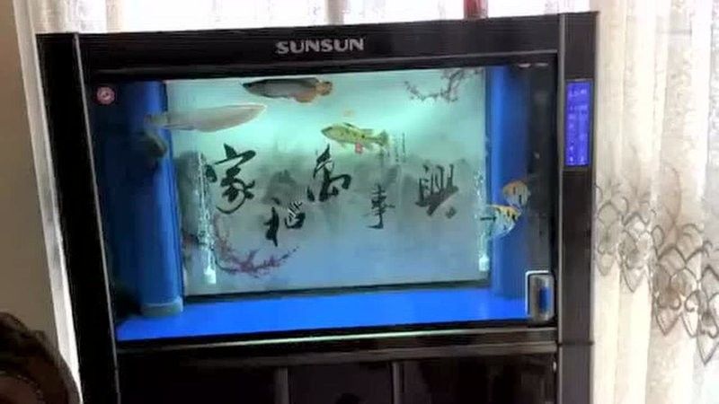 如何找到更多龍魚(yú)混養(yǎng)視頻（如何獲取龍魚(yú)混養(yǎng)視頻的資源） 如何找到更多龍魚(yú)混養(yǎng)視頻（如何獲取龍魚(yú)混養(yǎng)視頻的資源） 龍魚(yú)百科 第5張