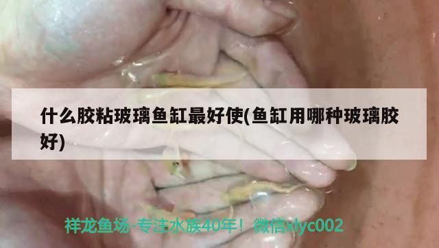 什么膠粘玻璃魚缸最好使(魚缸用哪種玻璃膠好) 什么膠粘玻璃魚缸最好使(魚缸用哪種玻璃膠好) 觀賞魚百科