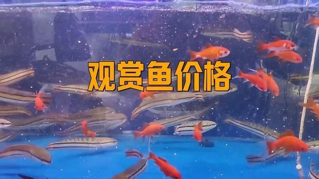 金龍魚和錦鯉的價格差異大嗎？（金龍魚與錦鯉的價格差異）