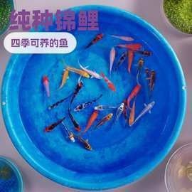 金龍魚和錦鯉的價格差異大嗎？（金龍魚與錦鯉的價格差異）