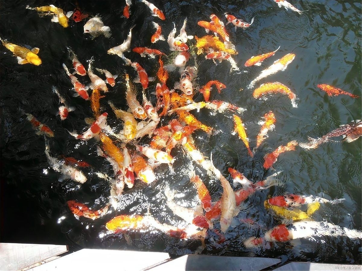 金龍魚和錦鯉的價格差異大嗎？（金龍魚與錦鯉的價格差異）