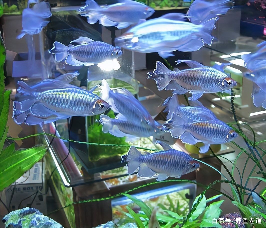 金龍魚和錦鯉的價格差異大嗎？（金龍魚與錦鯉的價格差異）
