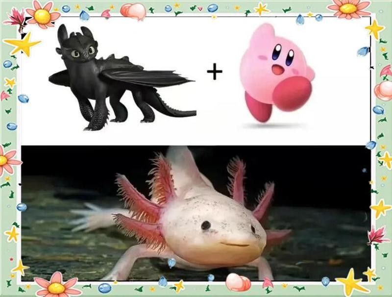 恐龍魚可以混養(yǎng)嗎？