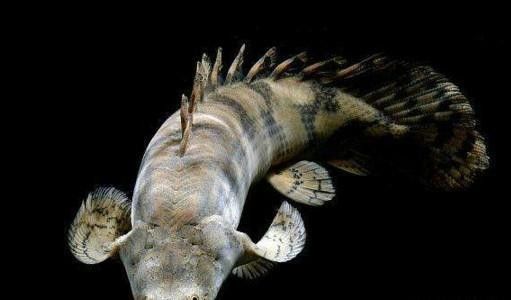 恐龍魚可以混養(yǎng)嗎？