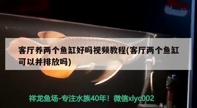 客廳養兩個魚缸好嗎視頻教程(客廳兩個魚缸可以并排放嗎)
