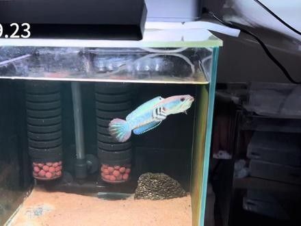 雷龍魚多久發色（雷龍魚發色技巧佩特汪,雷龍魚多大才發色好看手機易車）