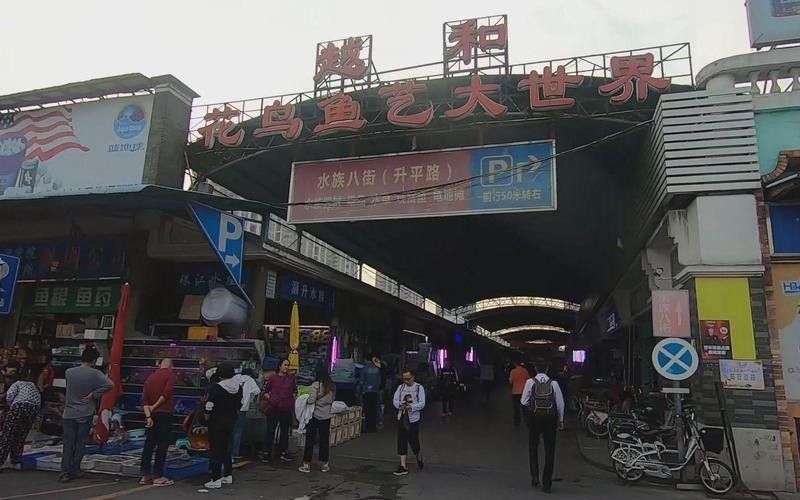 如何聯系花地灣龍魚市場的商戶？（如何找到花地灣龍魚市場商戶） 如何聯系花地灣龍魚市場的商戶？（如何找到花地灣龍魚市場商戶） 龍魚百科 第3張