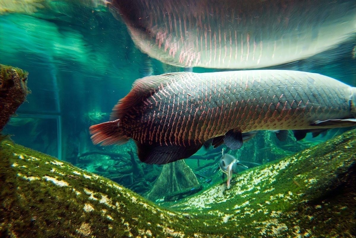 如何預防血斑雷龍魚疾??？