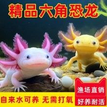 青島龍魚專賣店的價格范圍（青島龍魚專賣店價格范圍） 青島龍魚專賣店的價格范圍（青島龍魚專賣店價格范圍） 龍魚百科 第11張