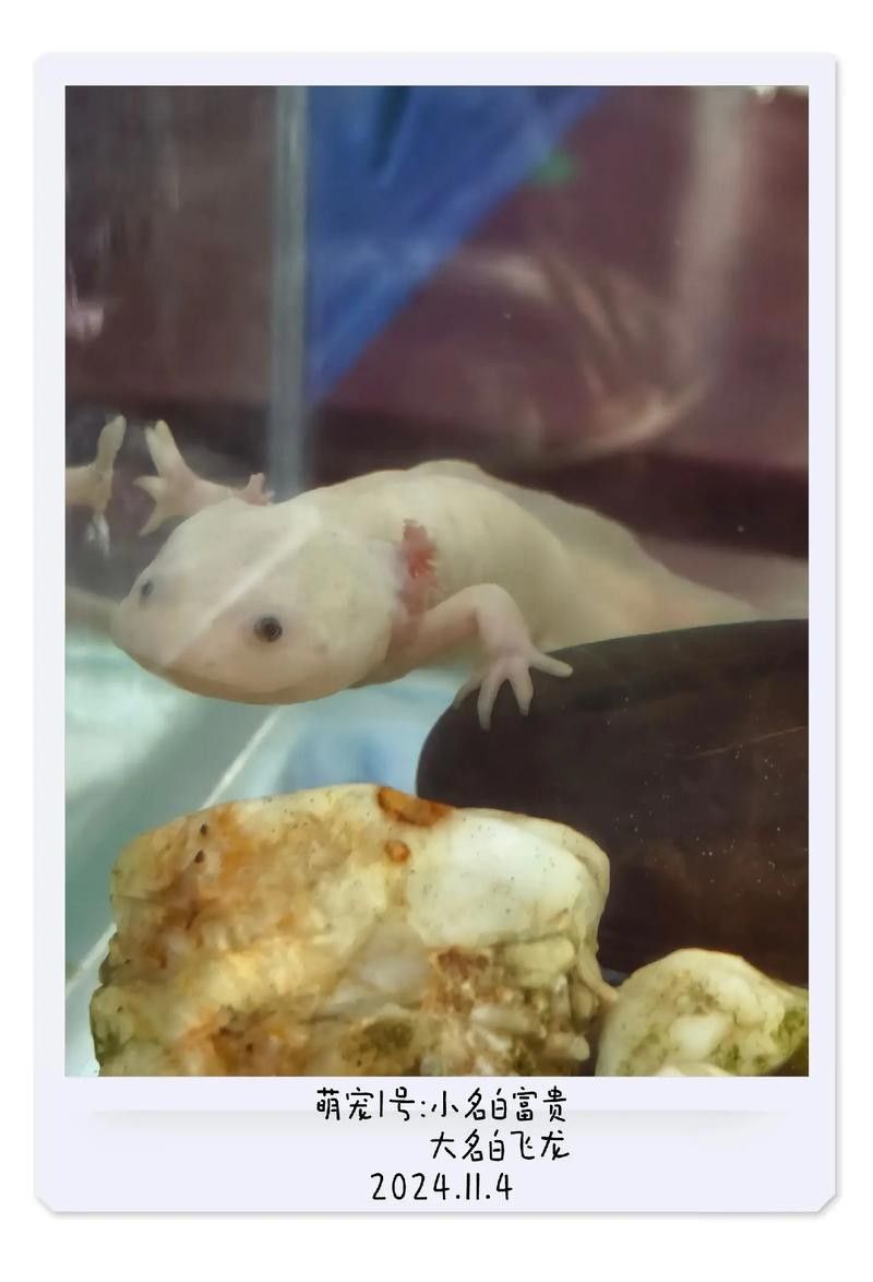 白子招財龍飼養難度如何？（白子招財龍的飼養方法）
