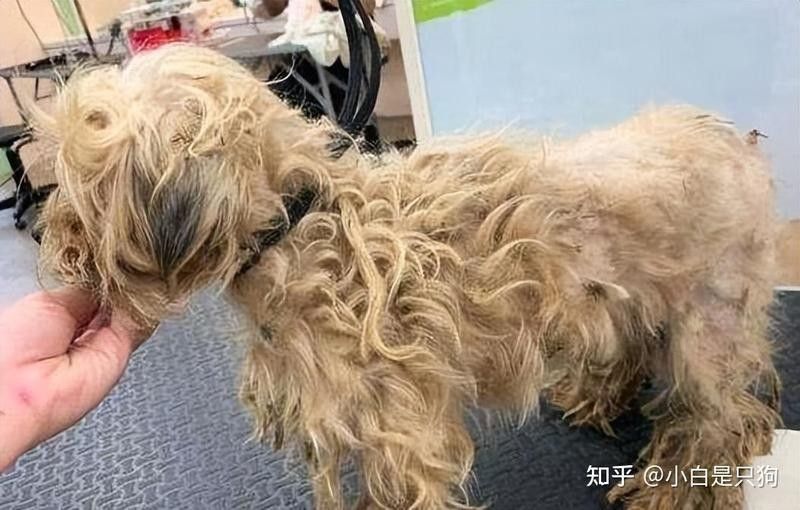 虎斑恐龍發色需要哪些營養？（虎斑恐龍魚發色與營養攝入密切相關）