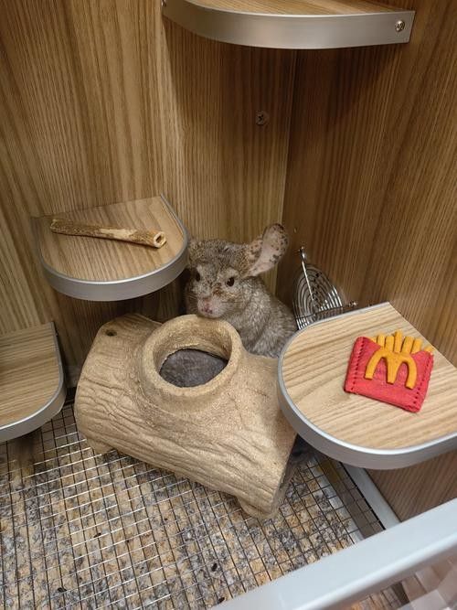 有哪些磨牙玩具適合龍貓？（適合龍貓的磨牙玩具）